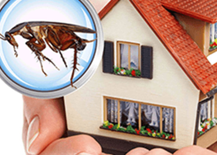 Routine Pest Control CatchUs Deal Image